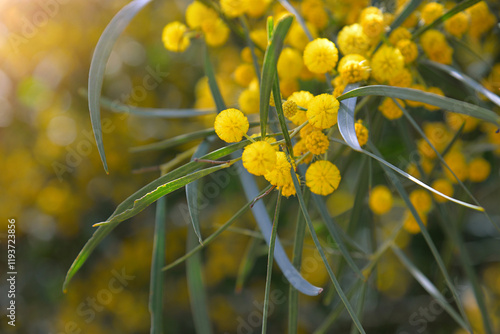 Фотография Blossoming bright yellow flowers of mimosa tree close up in spring, orange wattl