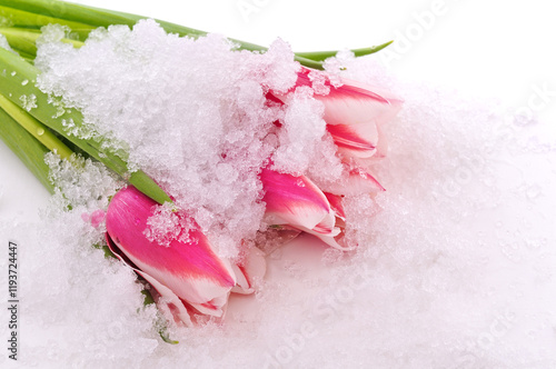 Pink tulips in snow.
