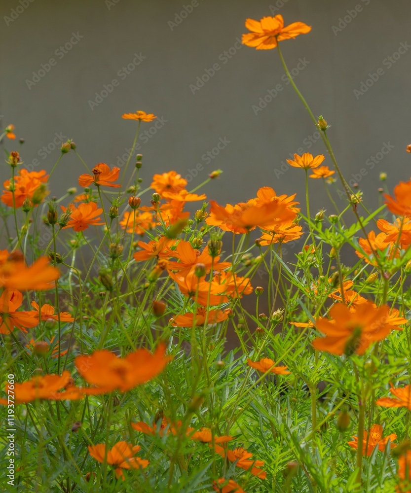 Obraz premium flowers 