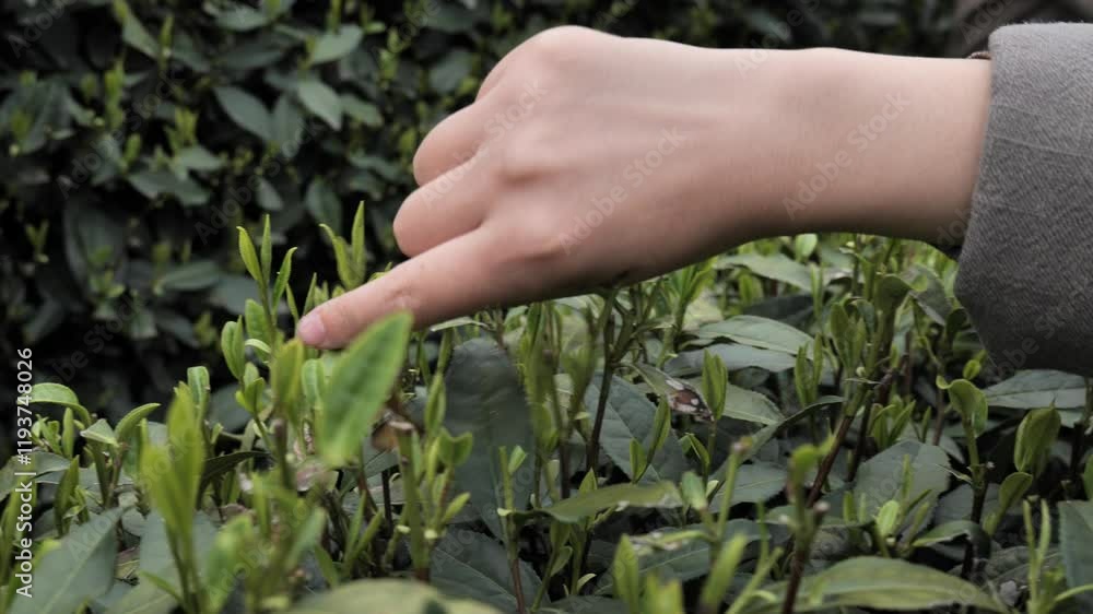 close up of Woman picking longjing tea leaves in the tea garden Hangzhou China. High quality 4k footage. High quality 4k footage close up of Woman picking longjing tea leaves in the tea garden Hangzhou China. High quality 4k footage. High quality 4k footage