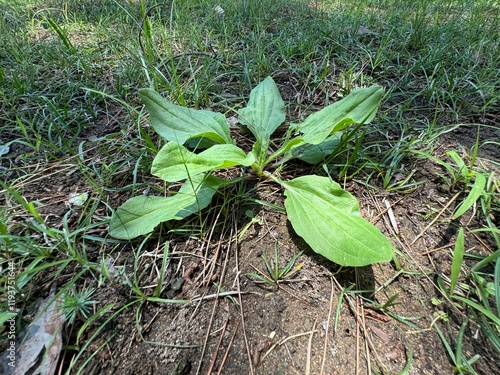 Obraz na plátně Plantain is large (Plantago major, Plantago borysthenica) grows in the wild