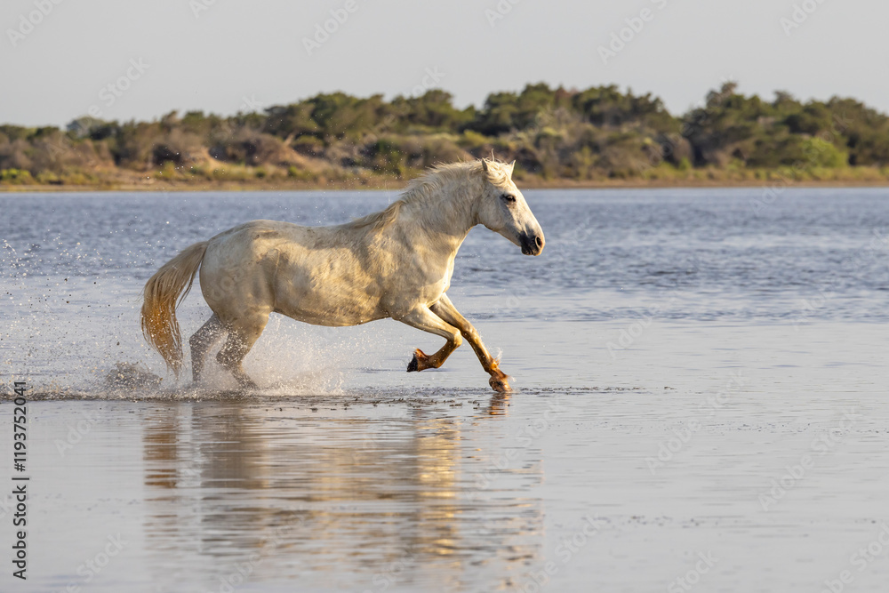 Fototapeta premium Saintes-Maries-de-la-Mer, Bouches-du-Rhone, Provence-Alpes-Cote d'Azur, France. Horse running through the marshes of the Camargue.