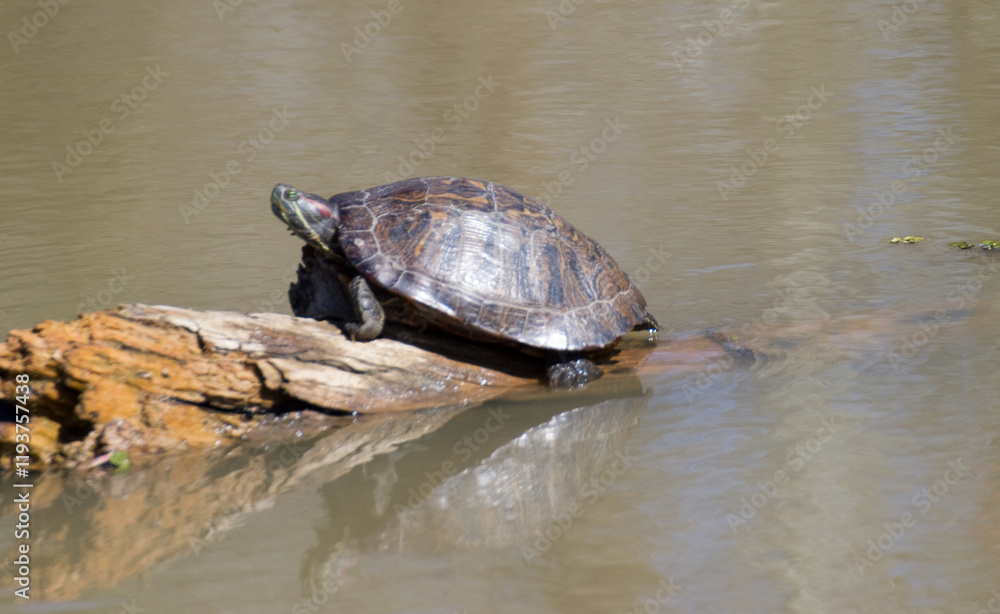 Obraz premium Turtle on the Bayou is Cajun Country, Louisiana