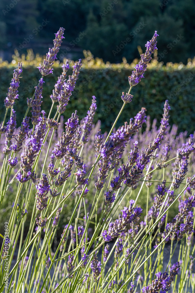 Obraz premium Gordes, Vaucluse, Provence-Alpes-Cote d'Azur, France. Lavender at the Senanque Abbey in Provence.