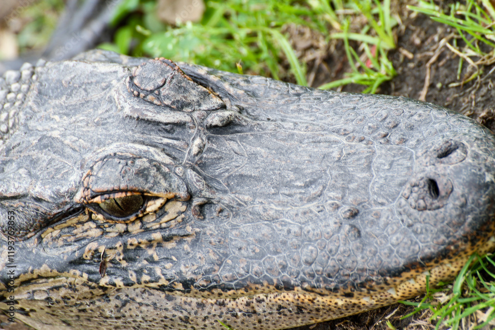 Naklejka premium Closeup of Alligator in Louisiana