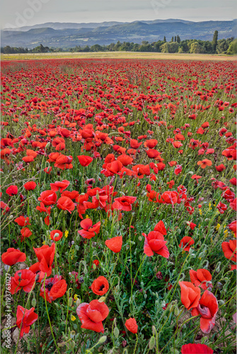 Color stock image of Provincial poppies, France