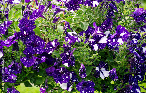 Petunia bush with purple flowers with white spots in a flowerpot. Decoration for the city. photo