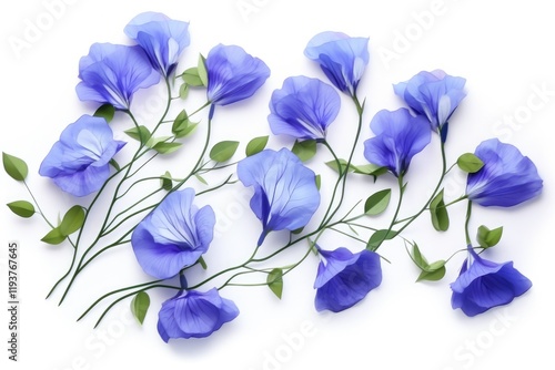 Brilliant Blue Butterfly Pea Flower Blossom on White Background - Asian Celebration photo