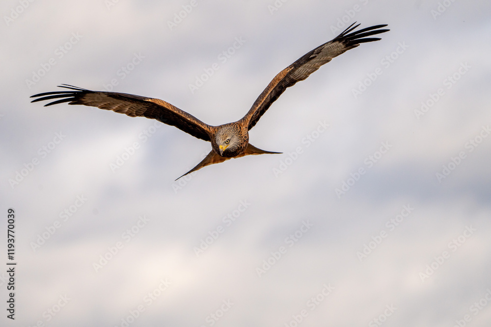 Red Kite (Milvus milvus) photographed in Spain Red Kite (Milvus milvus) photographed in Spain