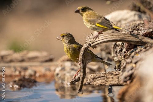 Common Greenfinch (Chloris chloris) photographed in Spain photo