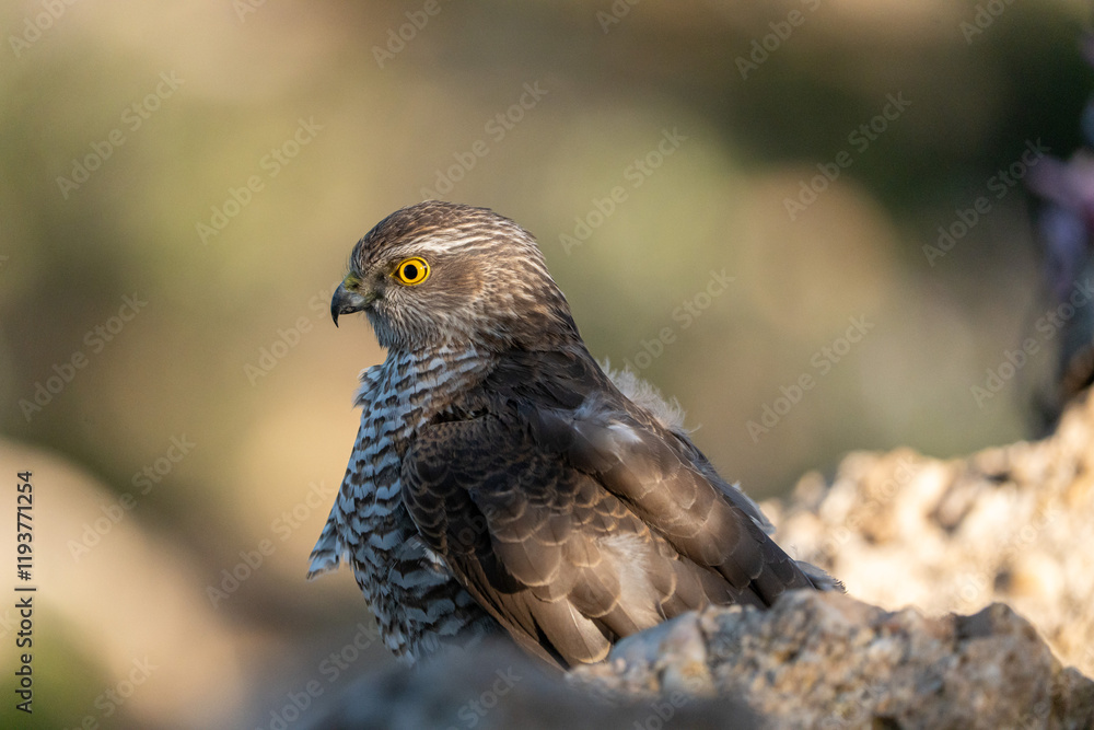 Common Sparrowhawk (Accipiter nisus) photographed in Spain Common Sparrowhawk (Accipiter nisus) photographed in Spain