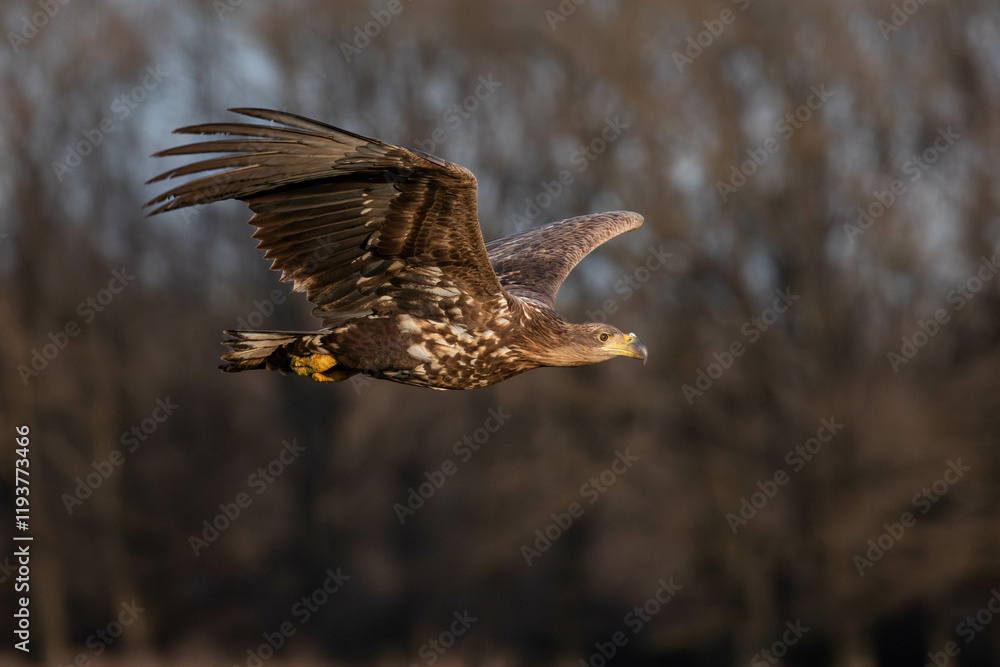 Fototapeta premium juvenile white tailed eagle in flight