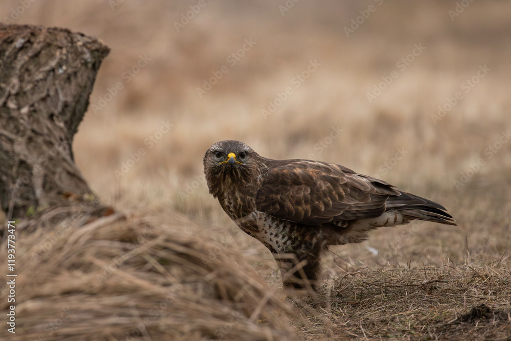 portrait of a buzzard on the ground - Buteo buteo portrait of a buzzard on the ground - Buteo buteo