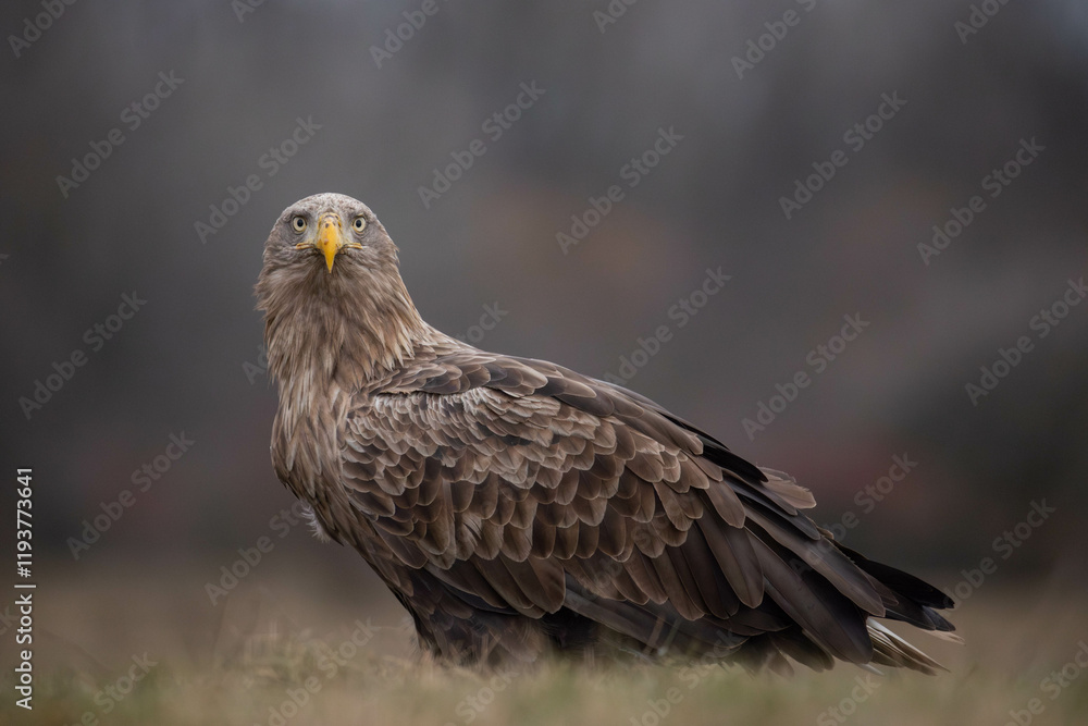 an adult white-tailed eagle facing you, looking straight at you an adult white-tailed eagle facing you, looking straight at you