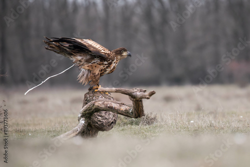 a white tailed eagle having a boop on a tree photo