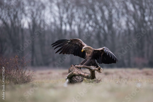 an adult white tailed eagle landing on a tree photo