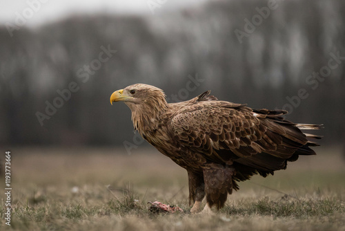 side portrait of an adult white tailed eagle photo