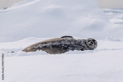 Weddell Seal (Leptonychotes weddellii). Antarctica. photo