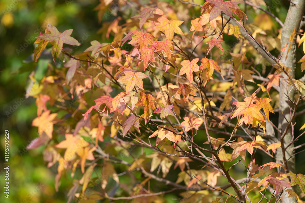Japanese maple (acer palmatum) leaves in autumn Japanese maple (acer palmatum) leaves in autumn