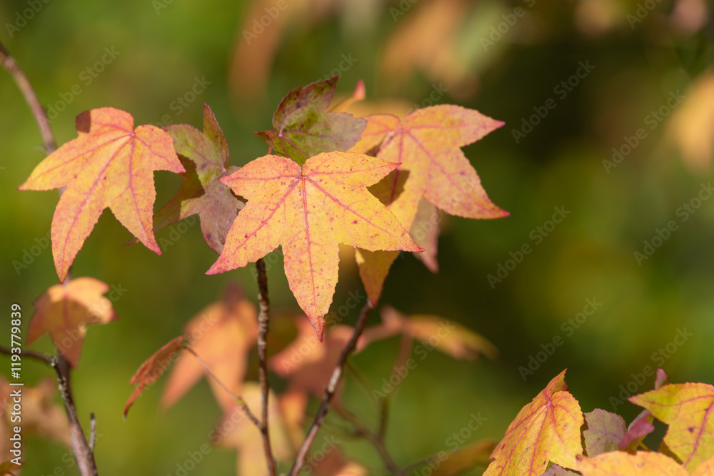 Japanese maple (acer palmatum) leaves in autumn Japanese maple (acer palmatum) leaves in autumn
