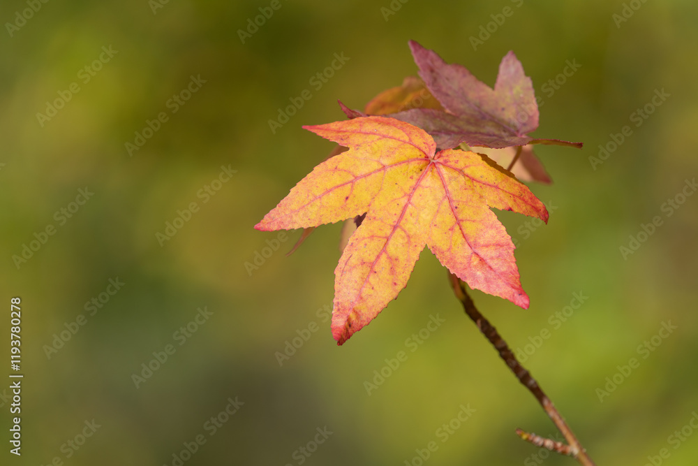 Japanese maple (acer palmatum) leaves in autumn Japanese maple (acer palmatum) leaves in autumn