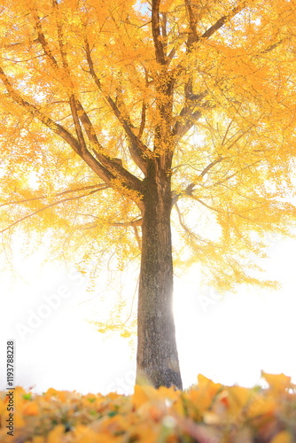 yellow Ginkgo tree and sunlight