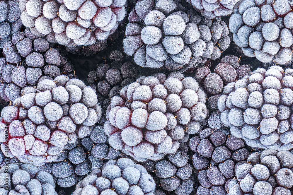 Frozen blackberries are covered with a large amount of white frost. Frozen blackberries are covered with a large amount of white frost.