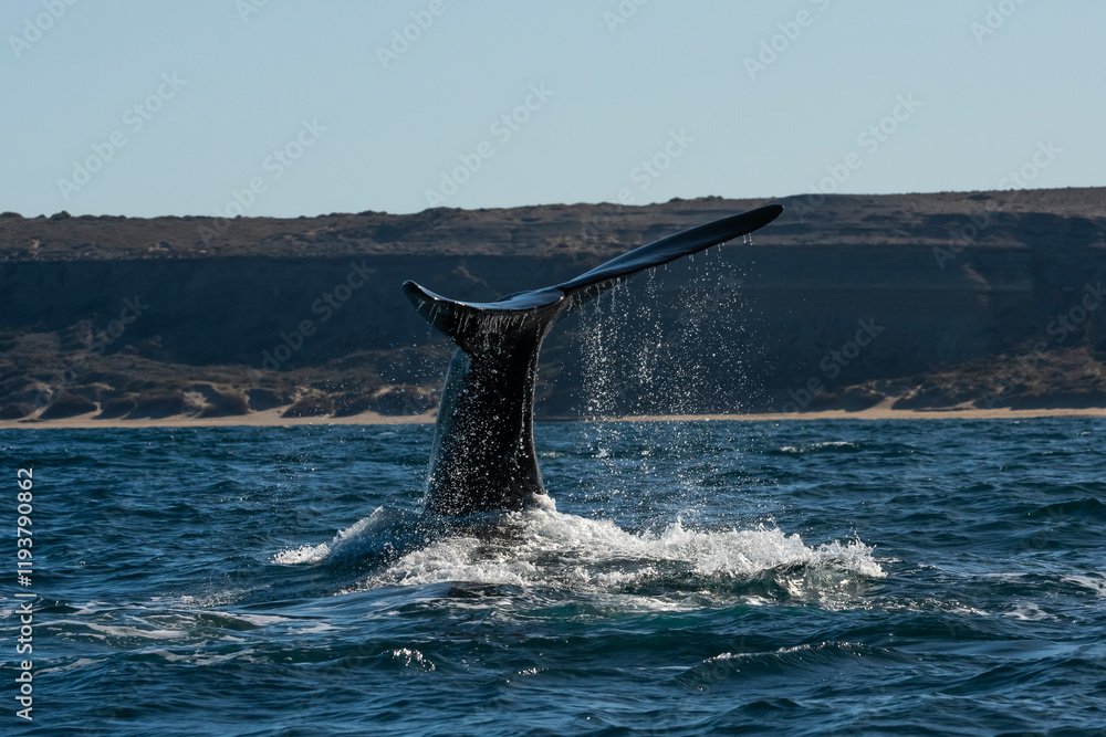 Fototapeta premium Sohutern right whale tail,Peninsula Valdes, Chubut, Patagonia,Argentina