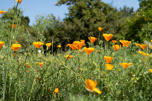field of orange poppies