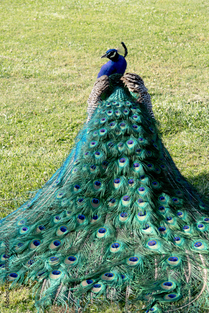 Obraz premium peacock in the park