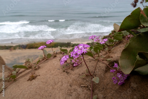 flowers on the beach