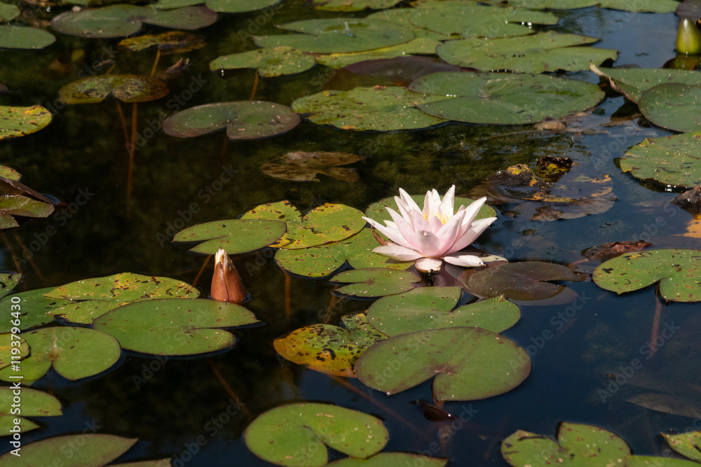 pink water lily in pond