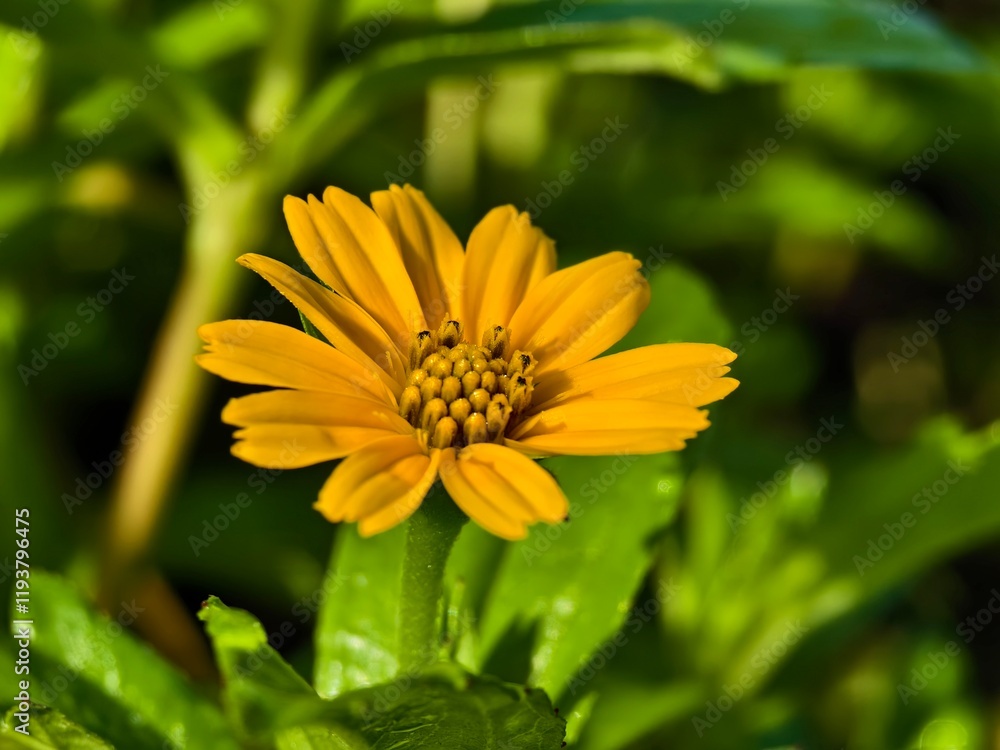 Wedelia flower (Sphagneticola trilobata) grows wild and fertile in the Borneo tropical climate Wedelia flower (Sphagneticola trilobata) grows wild and fertile in the Borneo tropical climate