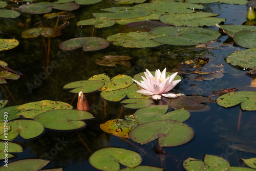 pink water lily in pond