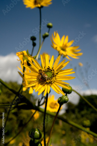 yellow sunflower with bee against blue sky