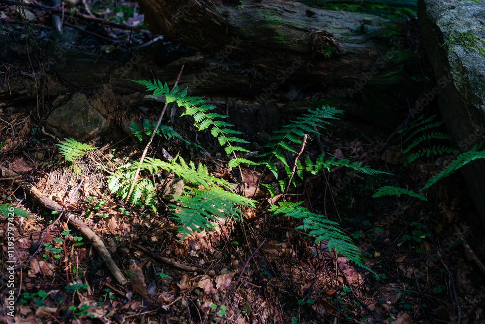Fototapeta premium Background with green fern leaves, fern leaves, fern in the forest, leaves background, close-up of the leaves fern. 