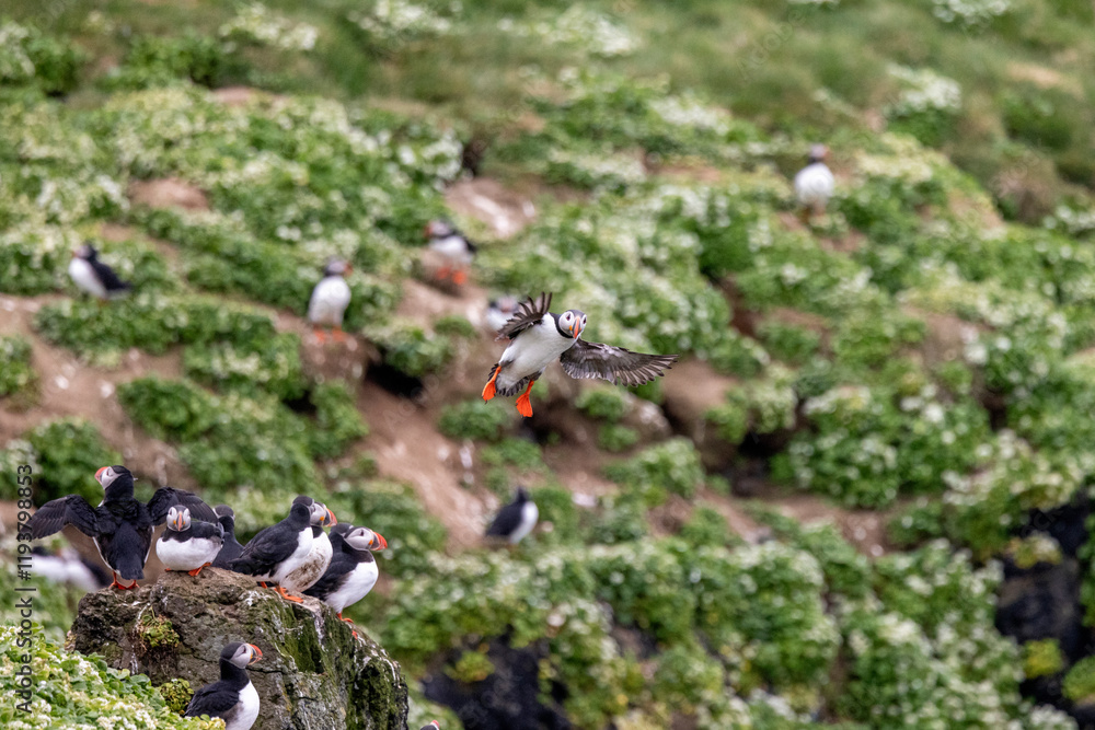 Atlantic puffins on Grimsey Island in Iceland