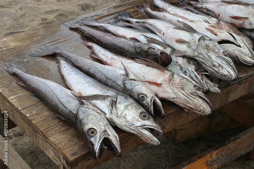 Merluza fresca recien pescada, en el mercado de papudo photo