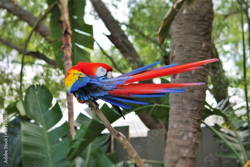 Scarlet Macaw Preening Ara macao