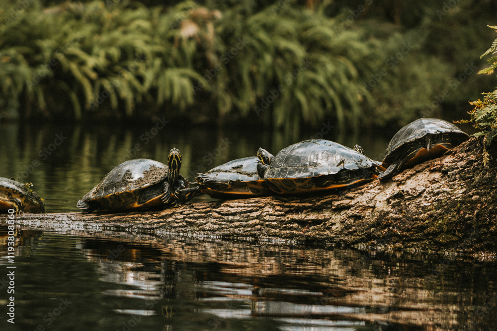 Fototapeta premium turtle on a log in the swamp