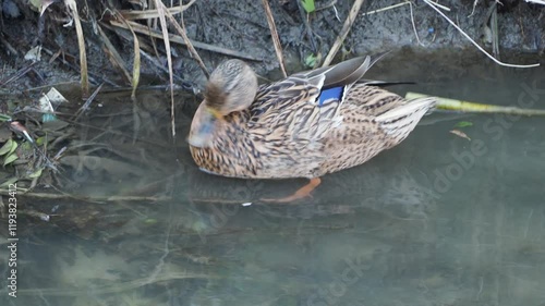 mallard swimming in a ditch
