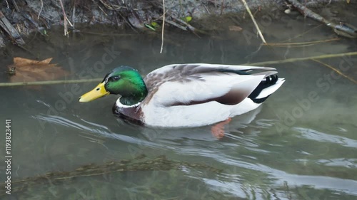 mallard swimming in a ditch