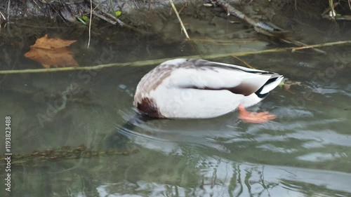mallard swimming in a ditch