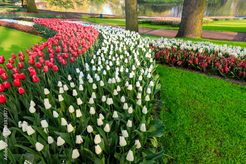 Netherlands, Zuid Holland, Lisse. Tulips. photo