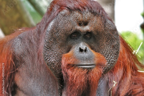 Bornean orangutan Dominant flanged male