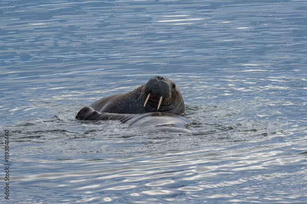 Fototapeta premium Svalbard, Norway. Portrait of Atlantic walrus.
