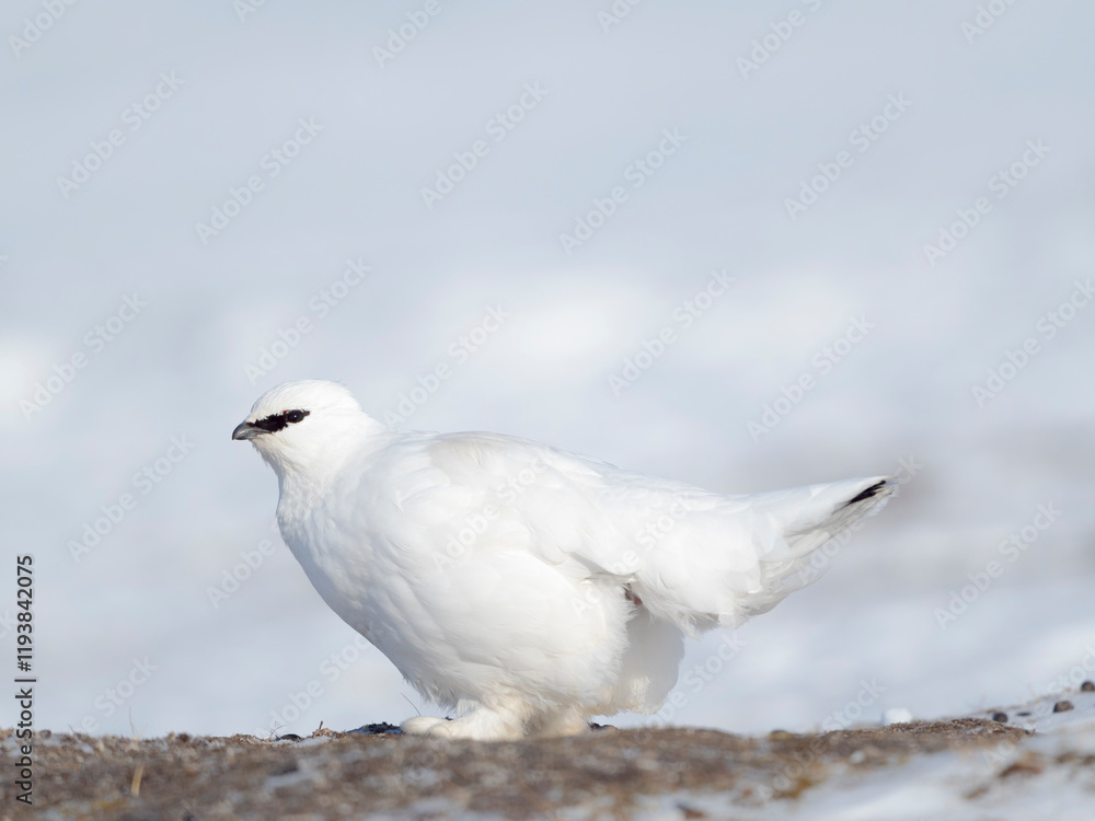 Rock Ptarmigan, during winter in the tundra of Svalbard in Van Mijenfjorden National Park. Arctic Region, Scandinavia, Norway, Svalbard Rock Ptarmigan, during winter in the tundra of Svalbard in Van Mijenfjorden National Park. Arctic Region, Scandinavia, Norway, Svalbard