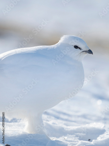 Rock Ptarmigan, during winter in the tundra of Svalbard in Van Mijenfjorden National Park. Arctic Region, Scandinavia, Norway, Svalbard photo