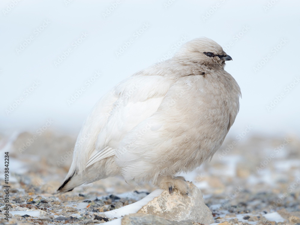 Molting from winter to summer plumage. Rock Ptarmigan, during winter in the tundra of Svalbard near Tempelfjorden. Arctic Region, Scandinavia, Norway, Svalbard Molting from winter to summer plumage. Rock Ptarmigan, during winter in the tundra of Svalbard near Tempelfjorden. Arctic Region, Scandinavia, Norway, Svalbard
