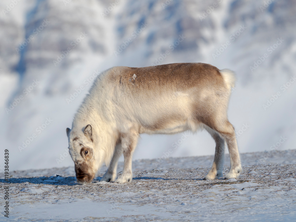 Male Svalbard Reindeer in Van Mijenfjorden National Park, an endemic subspecies of reindeer, which lives only in Svalbard and never was domesticated. Polar Regions, Arctic winter. Male Svalbard Reindeer in Van Mijenfjorden National Park, an endemic subspecies of reindeer, which lives only in Svalbard and never was domesticated. Polar Regions, Arctic winter.